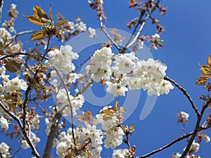 Cherry Blossom background