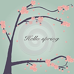The cherry blossom background wit hello spring word photo