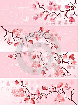 Cherry blossom, banner. photo