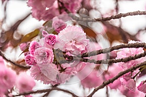 Cherry Blossom photo