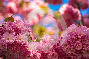 Cherry blossom. Beautiful floral spring abstract background of nature. Sacura cherry-tree. Japanese cherry. Prunus