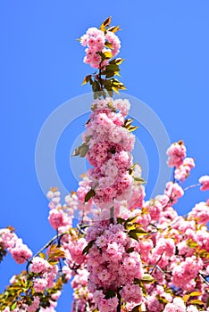 Cherry blossom. Beautiful garden flowers. Sacura cherry-tree. Daisy flower, flowering daisy flowers in meadow.