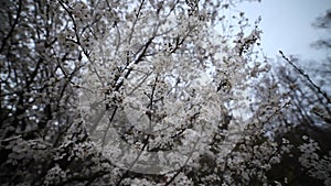 Cherry blossom, beautiful spring background, wide angle view.