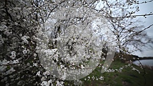 Cherry blossom, beautiful spring background, wide angle view.