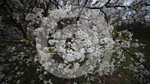 Cherry blossom, beautiful spring background, wide angle view.