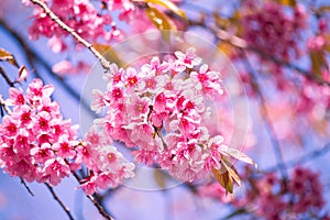 Cherry blossom