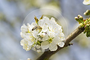 Cherry Blossom Bee