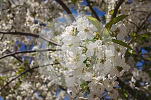 cherry blossom, bee pollination Selective focus