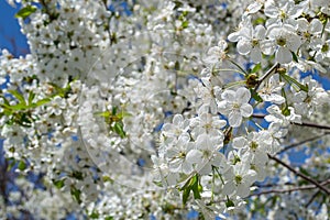 cherry blossom, bee pollination Selective focus