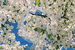 cherry blossom, bee pollination Selective focus