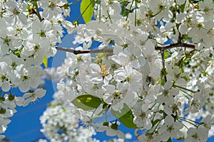 cherry blossom, bee pollination Selective focus