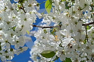 cherry blossom, bee pollination Selective focus