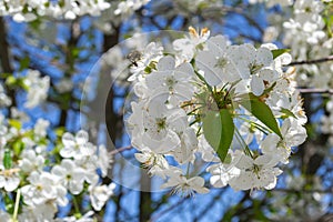 cherry blossom, bee pollination Selective focus