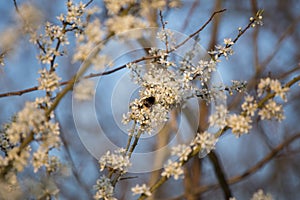 Cherry blossom with bee in Sandwell valley park, Birmingham