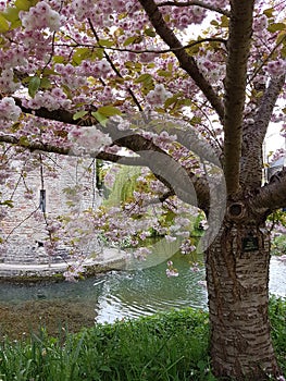 Cherry Blossom, Bishops Palace, Wells