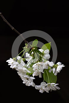 Cherry blossom on black