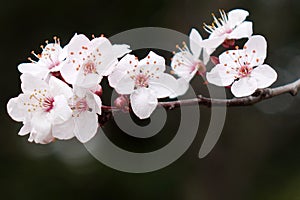 Cherry blossom on black background