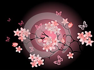 Cherry blossom, black background