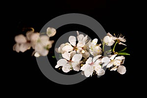 Cherry blossom on black background.