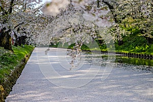 Cherry blossom blizzardHanafubuki and cherry carpetHanaikada at outer moat of Hirosaki Park,Aomori,Tohoku,Japan.