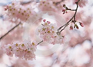 Cherry blossom bloom