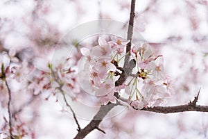 A cherry blossom bloom and gloom in Japan. Sakura is al so the symbol of Japanese Spring