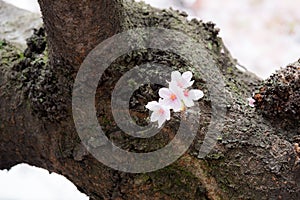 A cherry blossom bloom and gloom in Japan. Sakura is al so the symbol of Japanese Spring