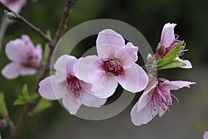 Cherry Blossom Bloom in Spring