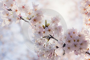 Cherry Blossom Bloom