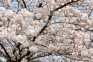 Cherry blossom blooming.