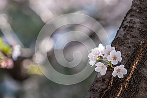 cherry blossom blooming