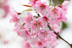 Cherry blossom blooming on branch