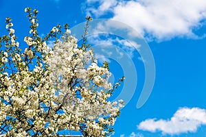 Cherry blossom is blooming.cherry blossom on background blue sky. Space for text.blue sky and clouds