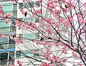 Cherry Blossom Blooming and Dongbaksae Camelia bird in Busan, South Korea, Asia