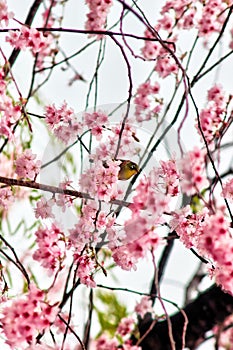 Cherry Blossom Blooming and Dongbaksae Camelia bird in Busan, South Korea, Asia