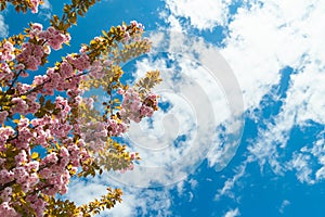 Cherry blossom. Blooming flowers on sakura branches against the sky. Pink sakura flowers in the botanical garden. The landscape of