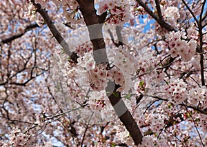 Cherry blossom blooming in gyeonghwa train station in jinhae, Changwon, Gyeongnam, South Korea, Asia