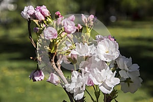 Cherry blossom blooming in park