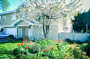 Cherry blossom and blooming red tulips at front yard of two stories house in Vancouver BC