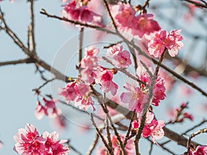 Cherry blossom blooming in spring time