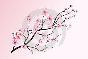 Cherry blossom with blooming watercolor Sakura. Realistic watercolor sakura flower branch. Japanese Cherry blossom vector. Cherry