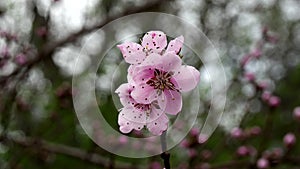 Cherry blossom blooms in spring