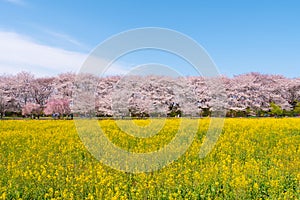 Cherry blossom blooms in spring at Kumagaya Sakura Tsutsumi, saitama