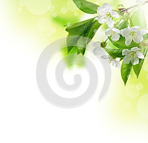 Cherry blossom. Blossom tree over nature background. Sacura cherry-tree. Spring flowers. Spring flowers pattern