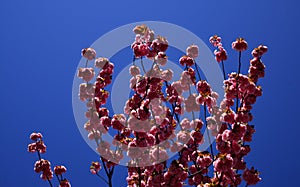 Cherry blossom. Blossom tree over nature background. Spring flowers. Sacura cherry-tree. Beautiful garden flowers.