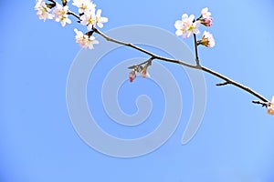 A cherry blossom blossoms obliquely.