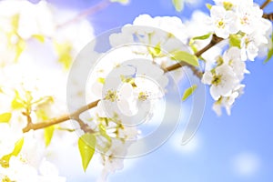 Cherry blossom on blue sky background. Japanese spring scenics Spring flowers.