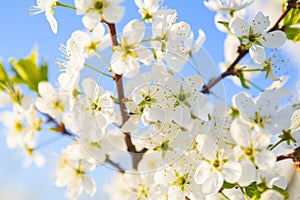 Cherry blossom on blue sky background. Japanese spring scenics Spring flowers.