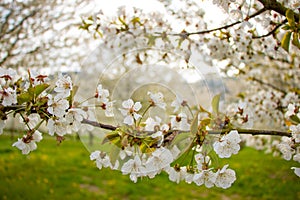 Cherry blossom with blur grass and cherry blossom trees in the background