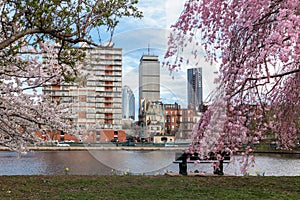 Cherry Blossom in Boston